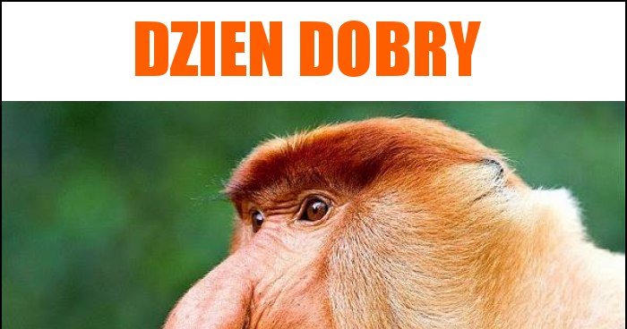 Dzien dobry memy, gify i śmieszne obrazki facebook, tapety Smieszne Memy Na Dzien Dobry