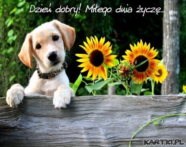 Milego Dnia Dzien Dobry