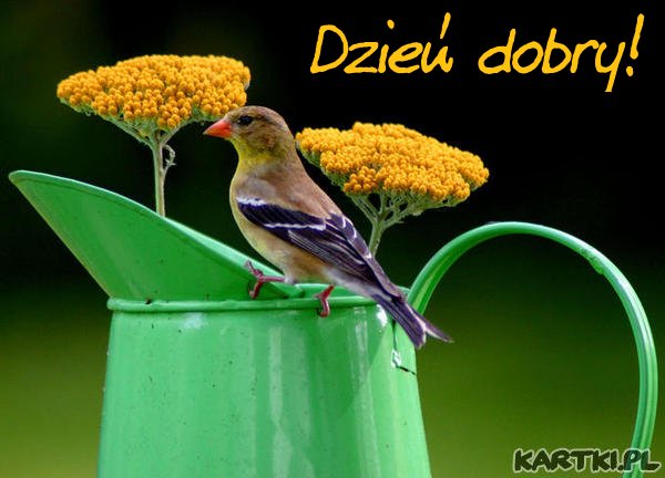 Dzień dobry ! Miłego dnia życzę! - KARTKI.pl Milego Dnia Dzien Dobry