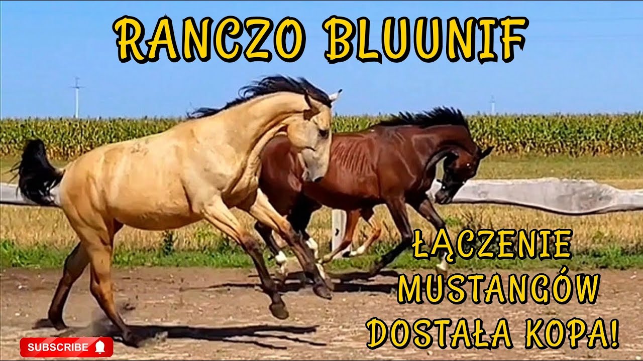 Książka Wojna O Pieniądz Pdf