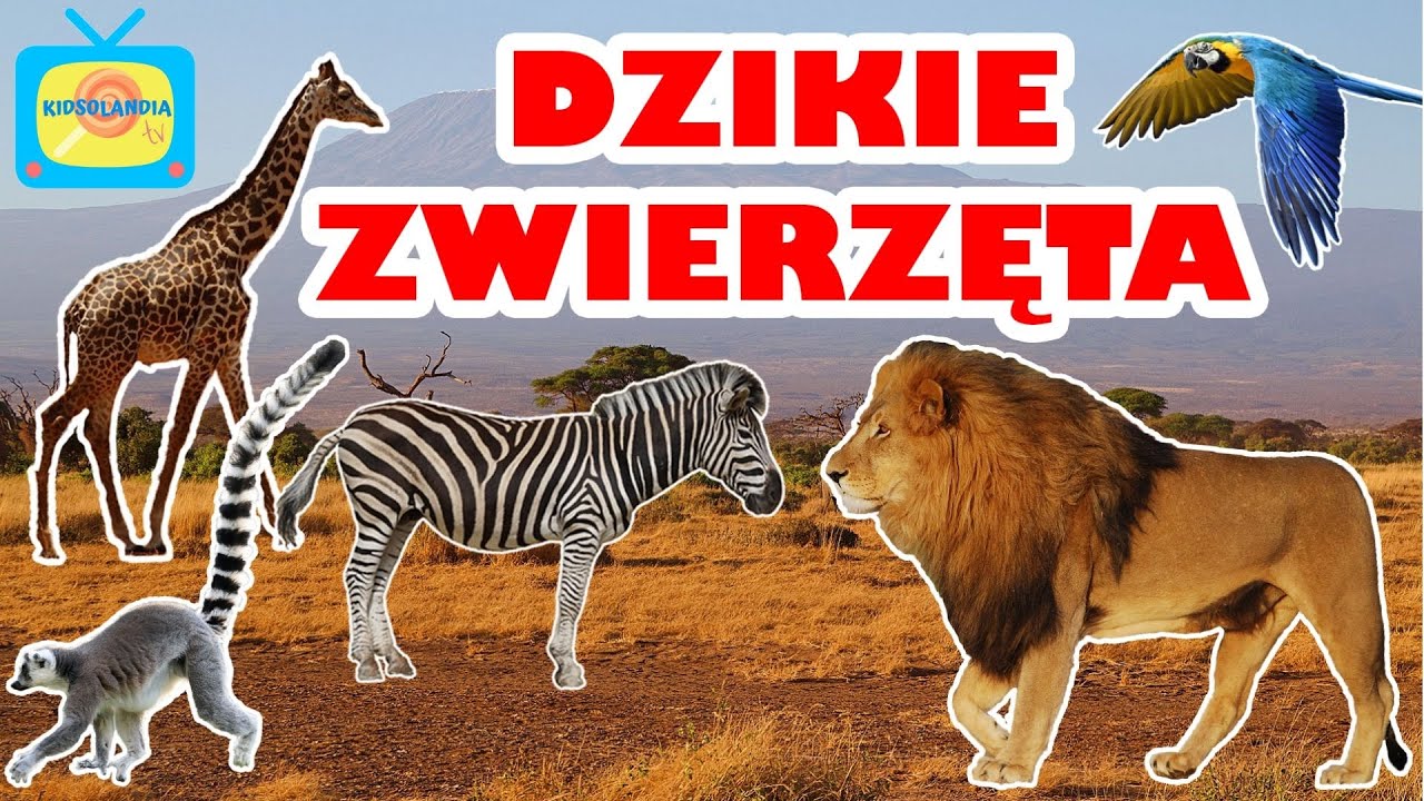 Dzikie zwierzęta - Nauka dzikich zwierząt dla dzieci po polsku Quiz O Zwierzętach Dla Dzieci