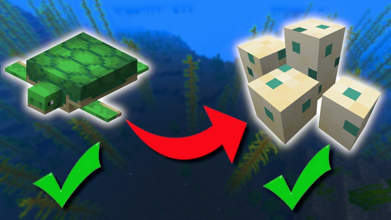 EASY Way To Get Turtle Eggs In Minecraft! - Easy Turtle Guide - YouTube How To Get Turtle Eggs Without Silk Touch