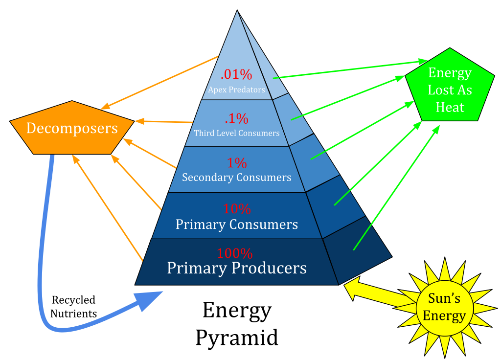 파일:Ecological_Pyramid.svg - Wikiwand Uzupełnij Piramidy Ekologiczne