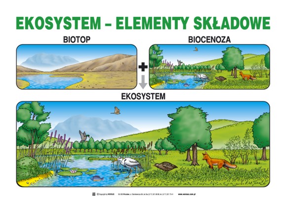 Edukacja ekologiczna - zestaw plansz Sukcesja Pierwotna I Wtórna Przykłady