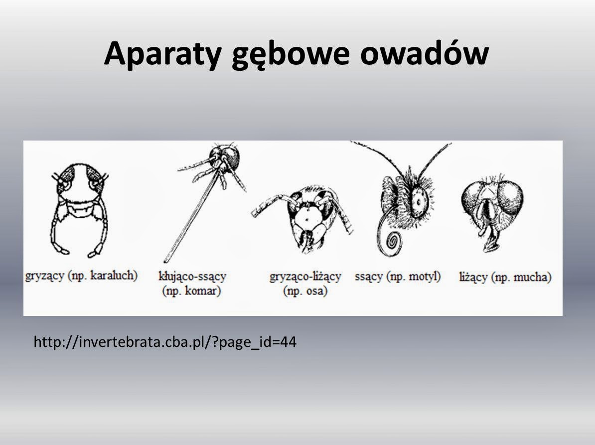 Edukacyjne wiersze i piosenki Doroty Grobelnej: marca 2014 Różnorodność Wirusów Bakterii Protistów I Grzybów Sprawdzian Odpowiedzi