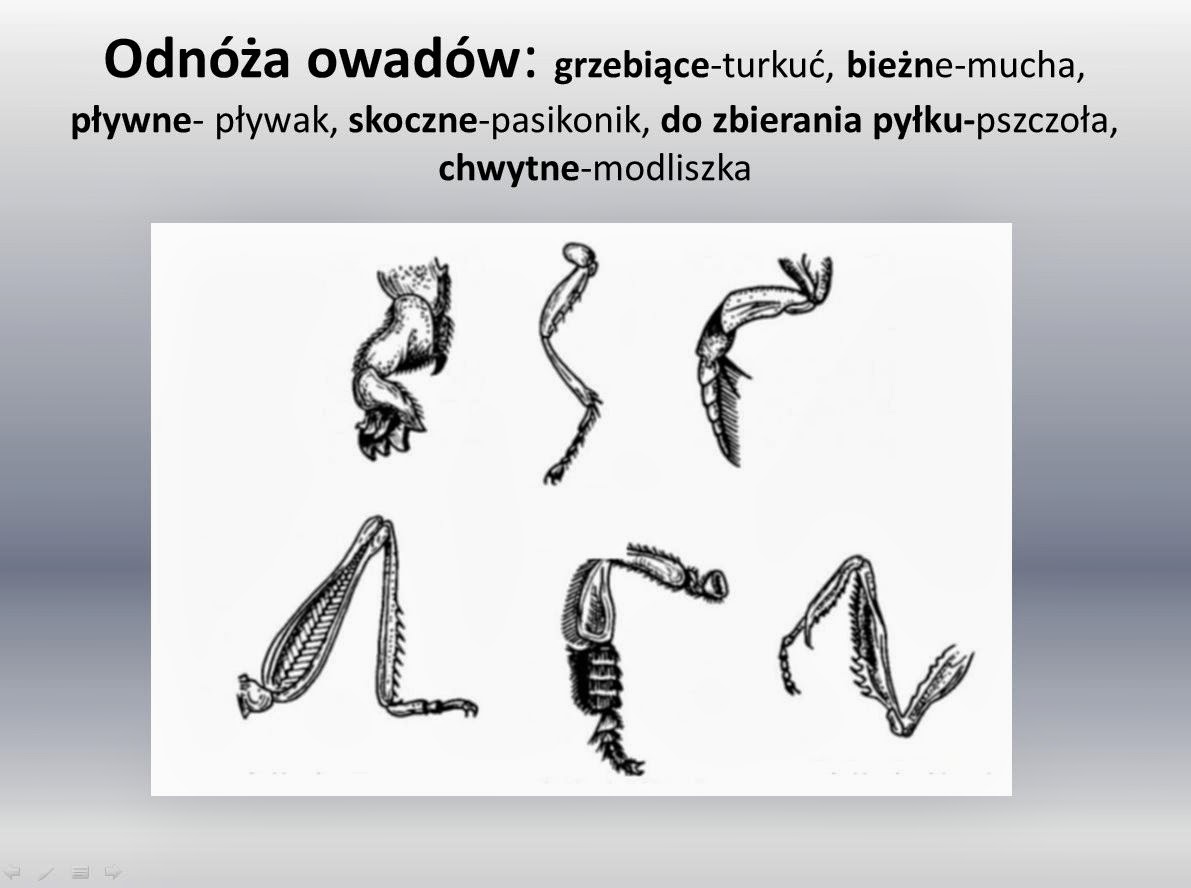 Różnorodność Bezkręgowców Sprawdzian Biologia Na Czasie Odpowiedzi