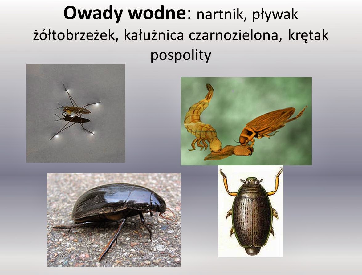 Edukacyjne wiersze i piosenki Doroty Grobelnej: Owady -najliczniejsze Różnorodność Wirusów Bakterii Protistów I Grzybów Sprawdzian Odpowiedzi