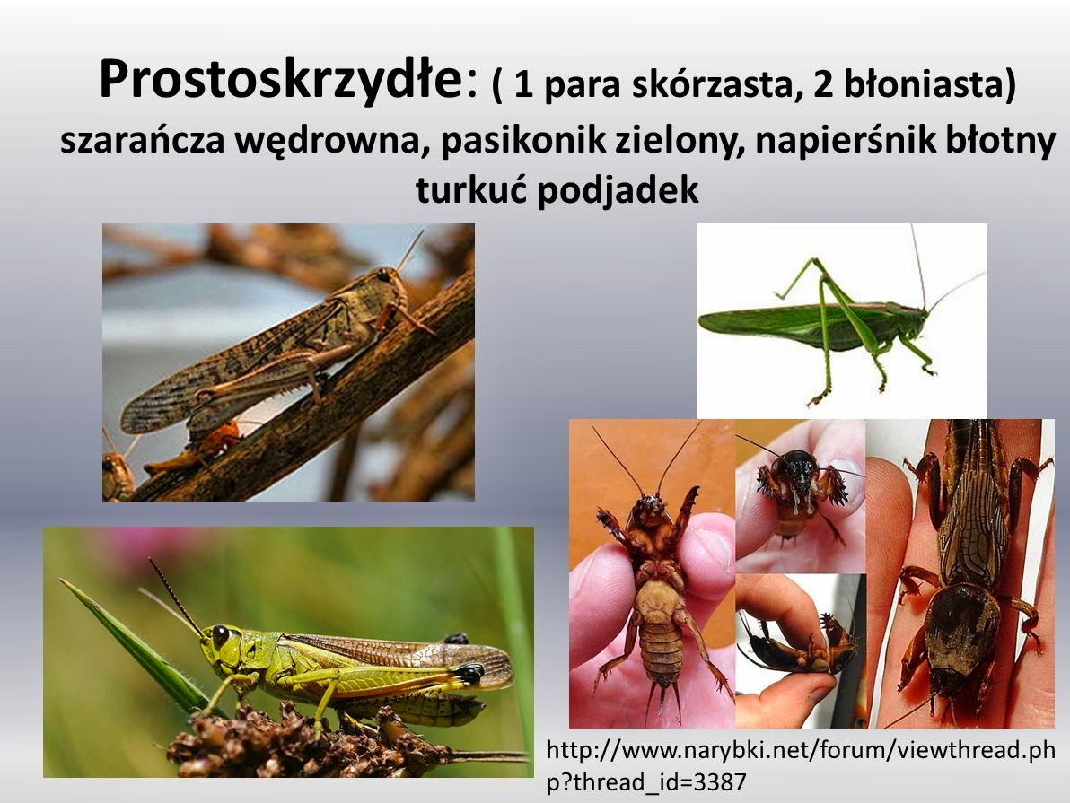 Edukacyjne wiersze i piosenki Doroty Grobelnej: Owady -najliczniejsze Prawdziwa Opowieść O Królu Kraku I Królewnie Wandzie Bohaterowie