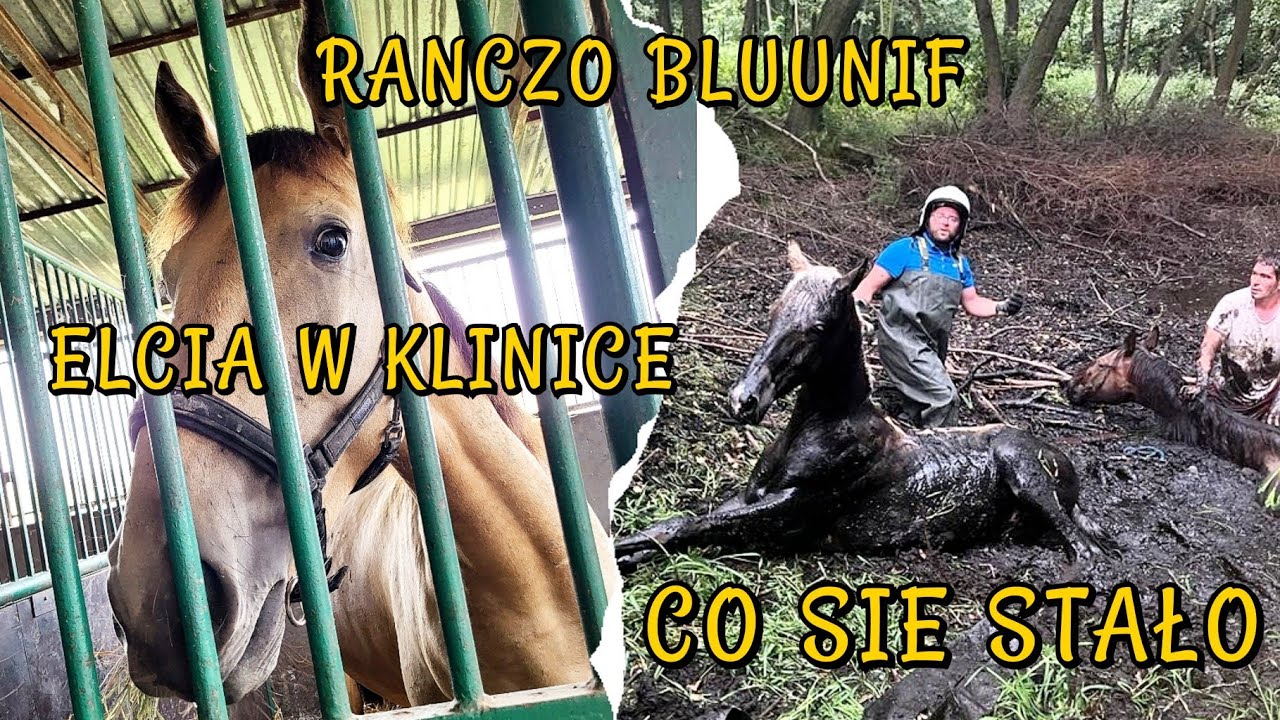 ELCIA JEDZIE DO KLINIKI / CO SIE STALO Z OGIERKAMI - YouTube Co Sie Stalo Z Testovironem
