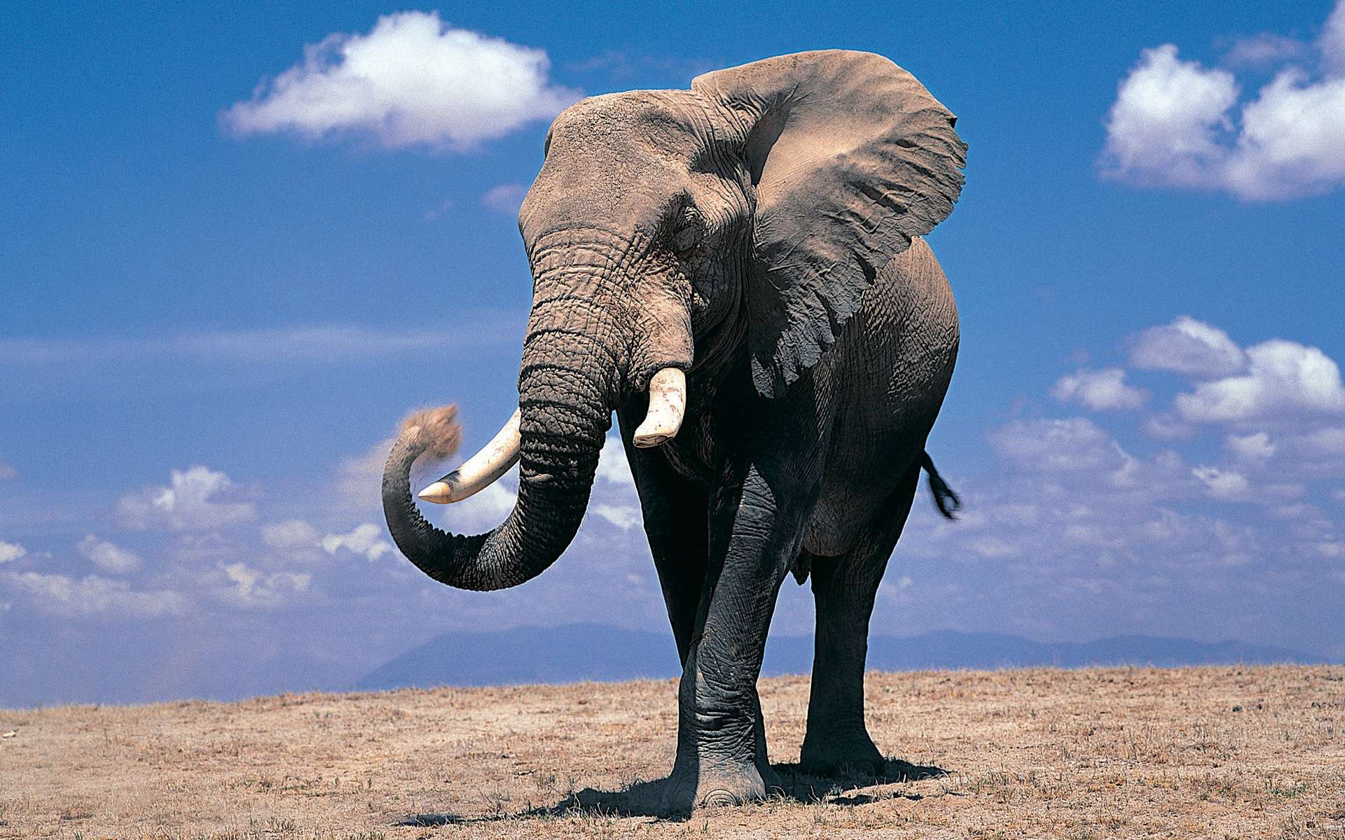 Elephant Wallpapers - Wallpaper Cave Biedni Polacy Patrzą Na Getto Jan Błoński