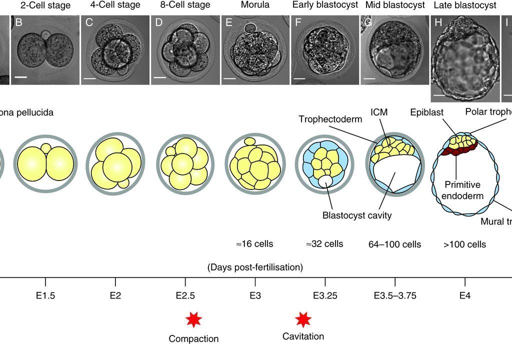 Embryo Development After Ivf Transfer Human Embryos Must Possess To Be Viable