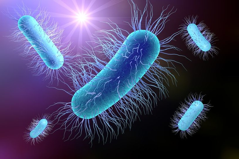 Escherichia Coli W Moczu Bakterie Grupy Coli W Wodzie Pitnej