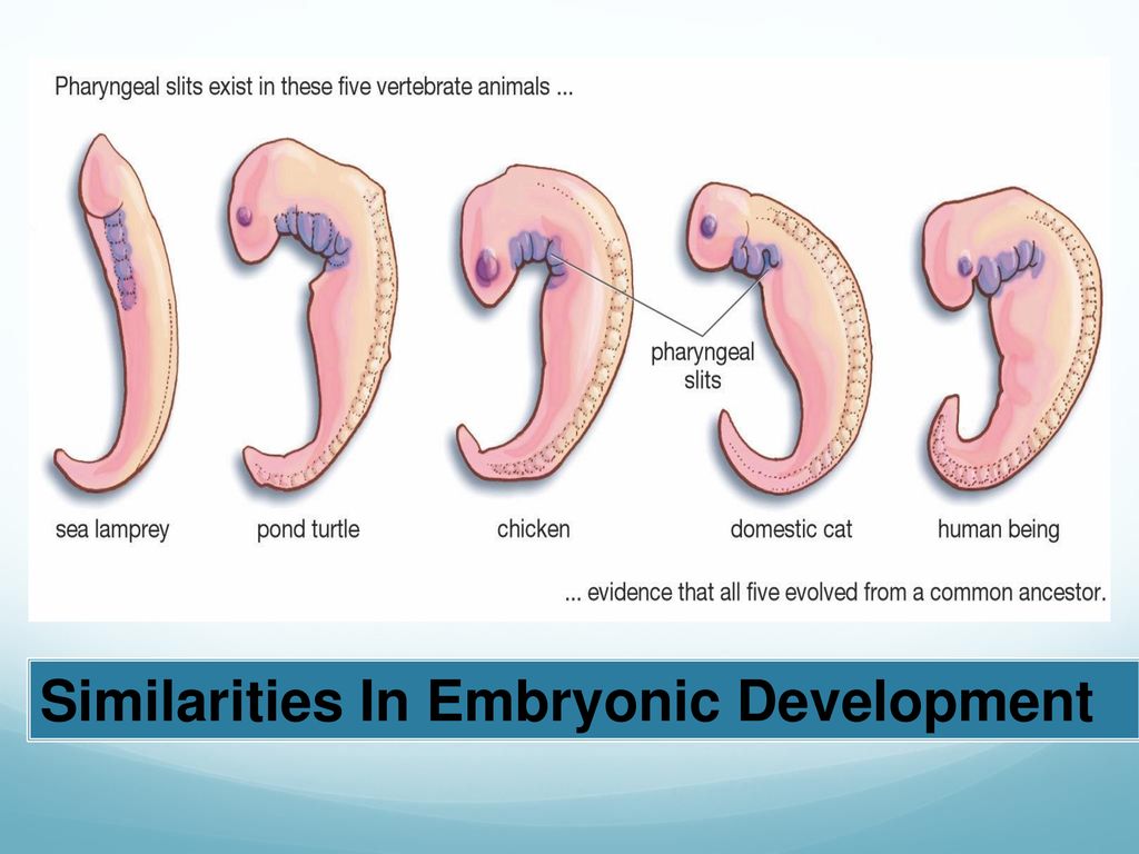 Discuss How Pharyngeal Pouches Provide Evidence For Biological Evolution