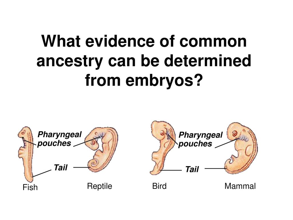 Evolutionary Evidence - ppt download Discuss How Pharyngeal Pouches Provide Evidence For Biological Evolution