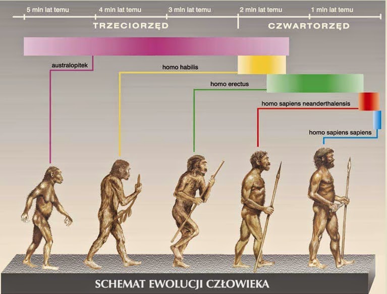Podaj Jedna Przyczyne Pionizacji U Czlowieka