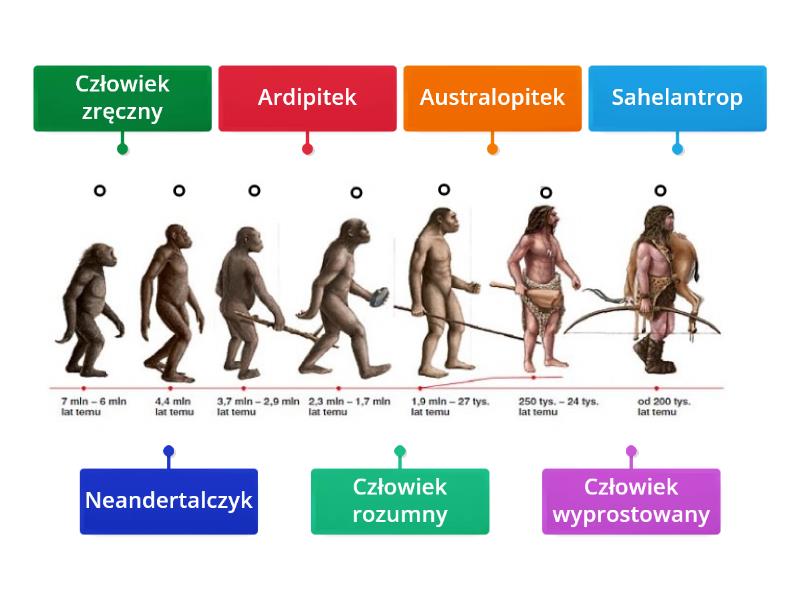 Ewolucja człowieka - Rysunek z opisami Biologia Klasa 8 Nowa Era Ewolucja