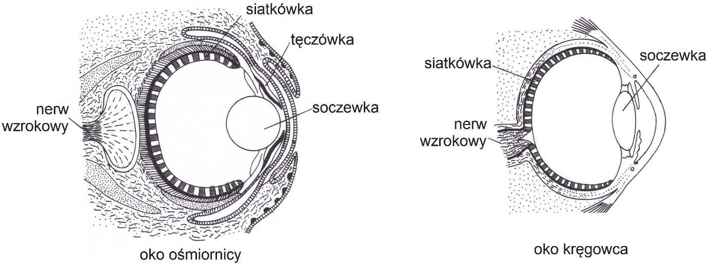 Ewolucjonizm Sprawdzian Liceum Nowa Era