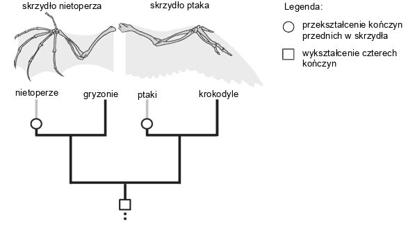 Ewolucjonizm i historia życia na ziemi | BiologHelp Ewolucjonizm Sprawdzian Liceum Nowa Era