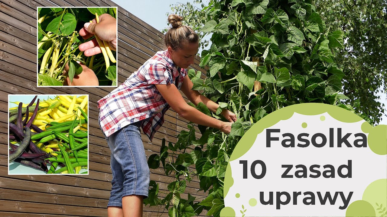 Doświadczenie Z Fasolą W Słoiku Opis