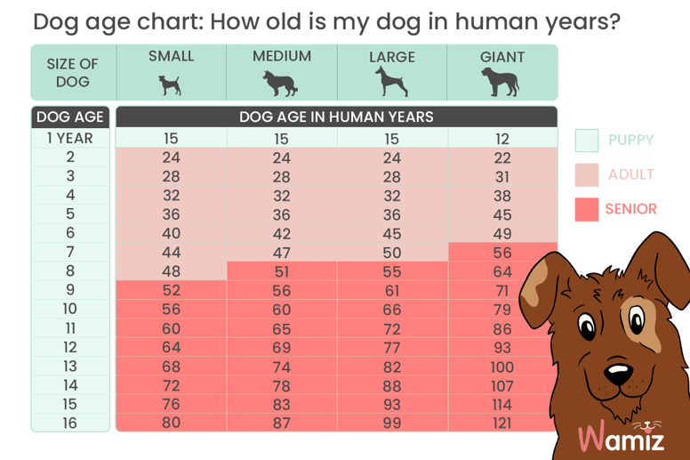 Favorite Info About How To Find Out Your Dog's Age - Warningliterature Ludzki Wiek 10 Lat Odpowiada U Psa Wiekowi