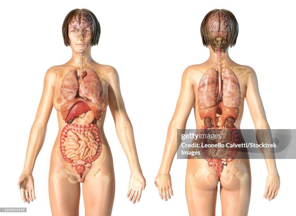 Female Anatomy Of Internal Organs With Skeleton Rear And Front Views Female Inside Body Parts Name