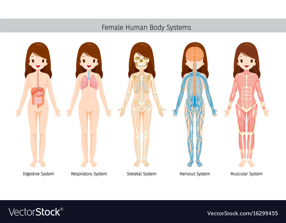 Female human anatomy body systems Royalty Free Vector Image Female Human Body Anatomy Picture