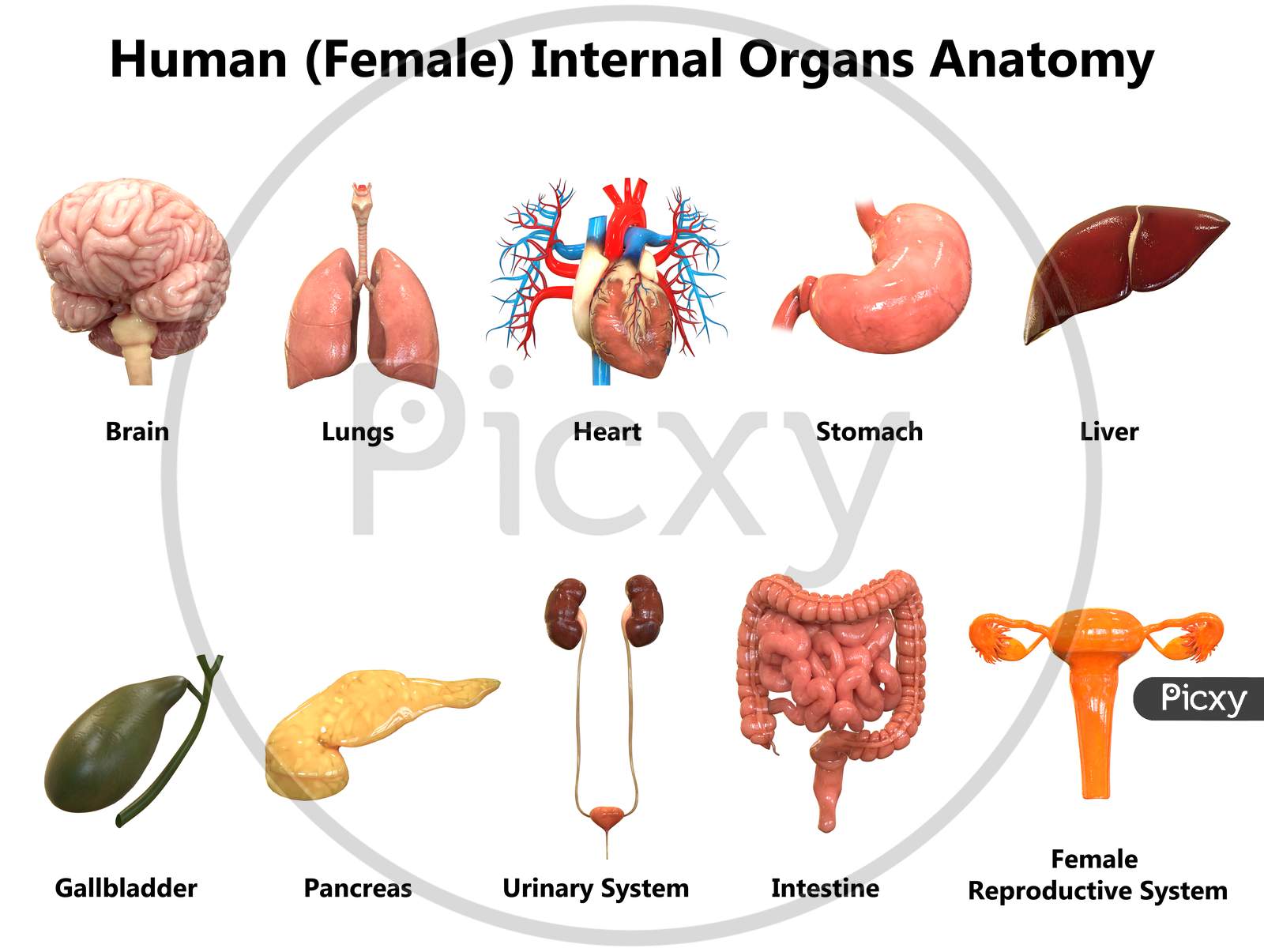 Female Organ System Diagram Female Inside Body Parts Name