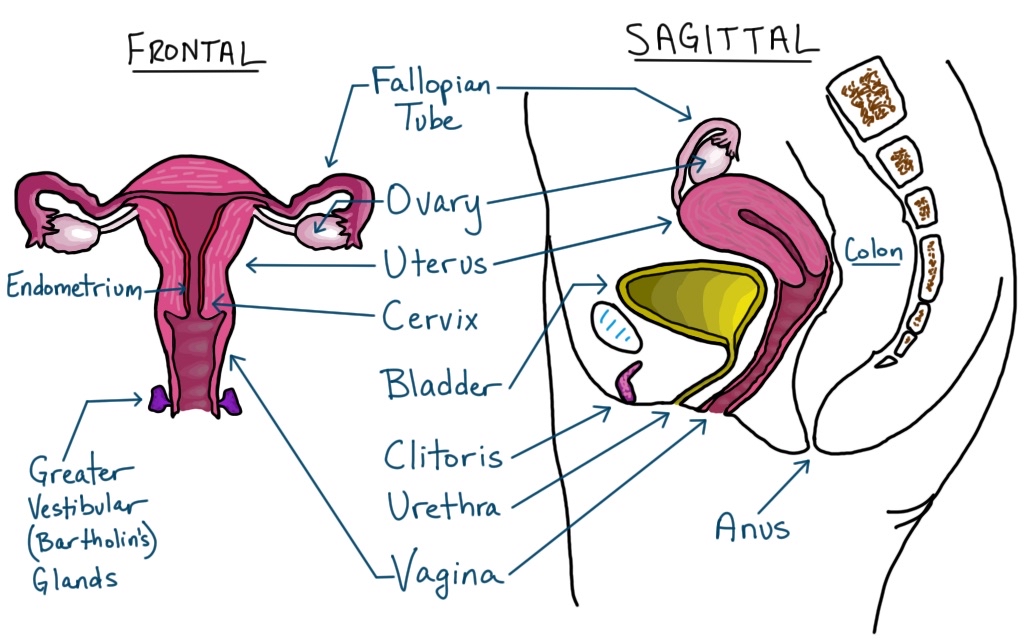 Female Reproductive System Exercise 27 Anatomy Of The Reproductive System