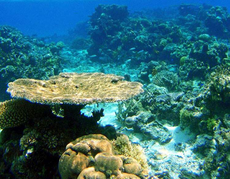 Fidżi ciekawostki. Wyspiarskie państwo na Oceanie Spokojnym Państwo Wyspiarskie Na Oceanie Spokojnym Na Wschód Od Filipin