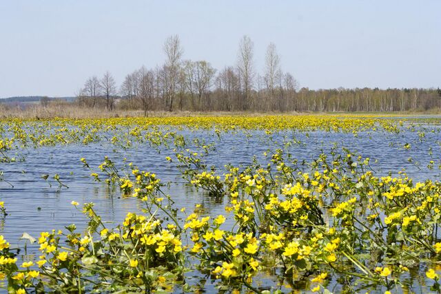 łomżyński Park Krajobrazowy Doliny Narwi