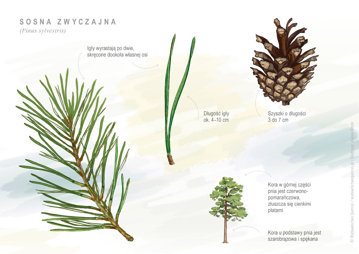 File:Pinus Sylvestris Beskid Wikimedia Commons, 44% OFF Cykl Rozwojowy Sosny Zwyczajnej