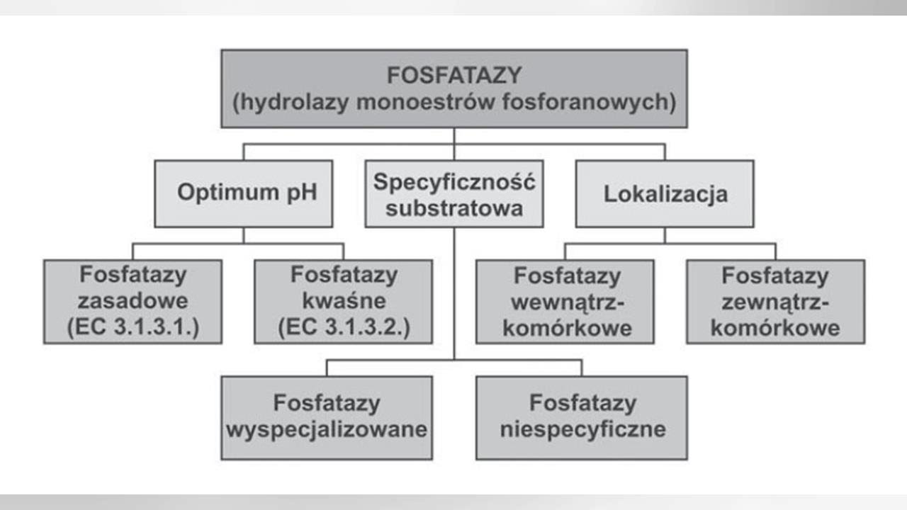Fosfataza Zasadowa Podwyższona U Dzieci