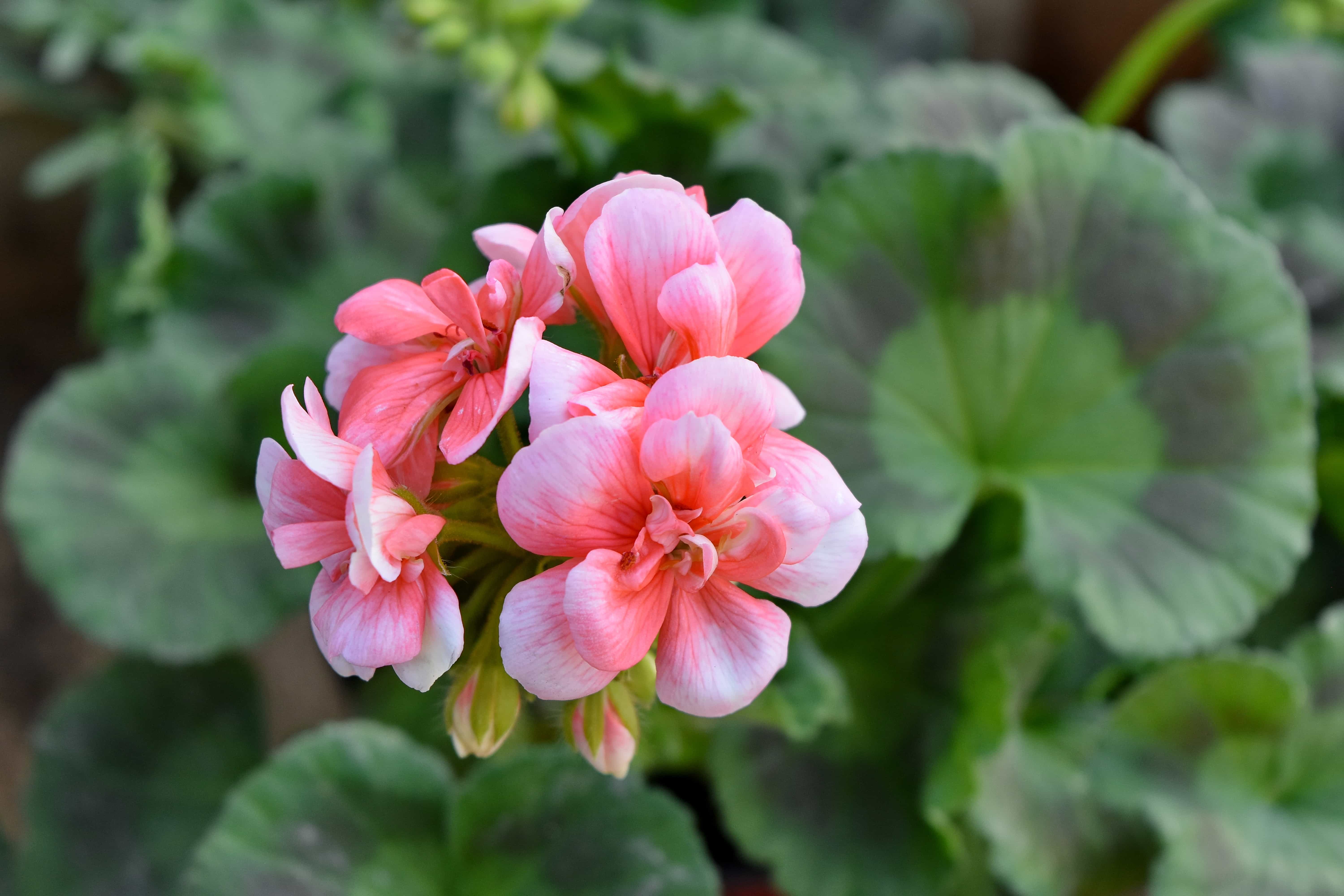 Geranium Na Szumy W Uszach