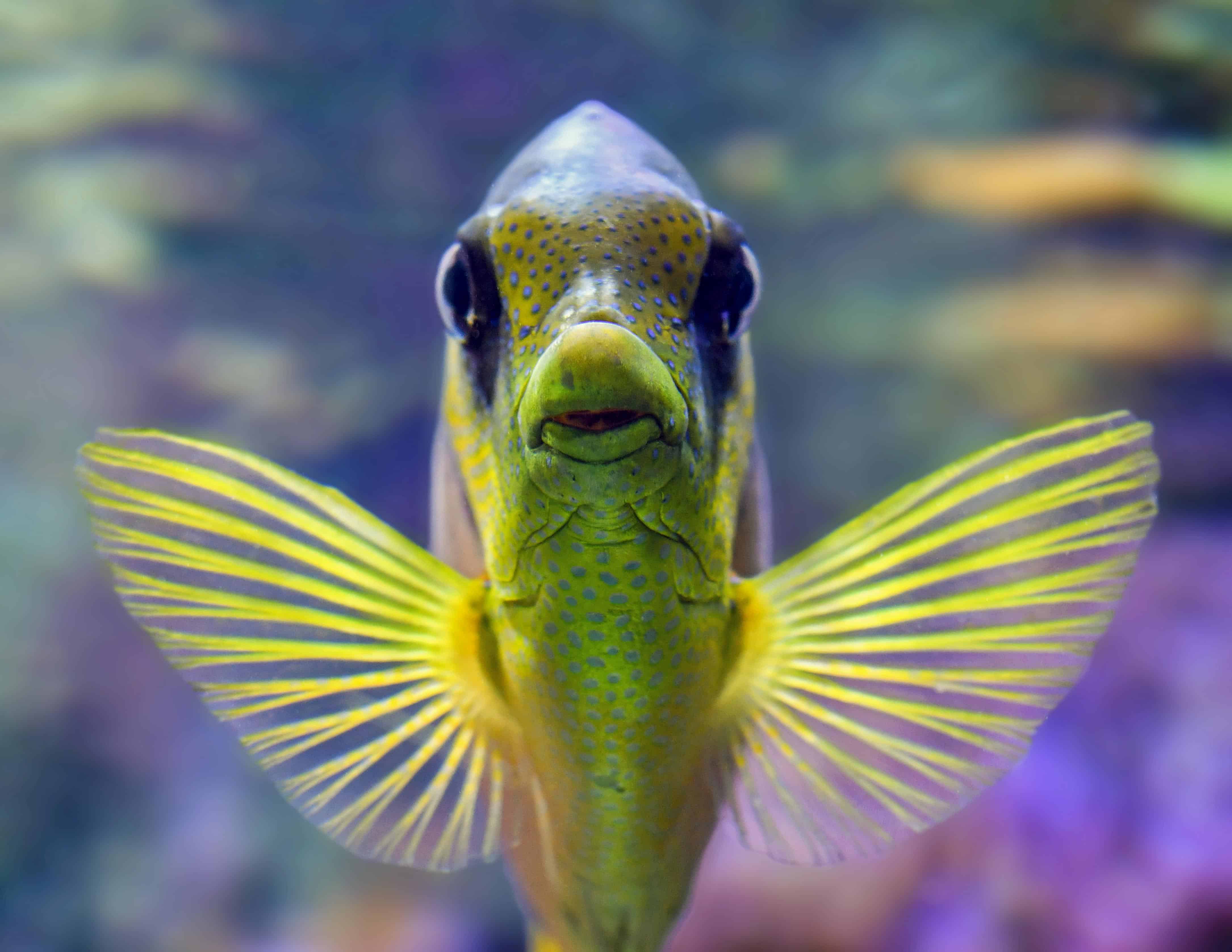 Fishes Out Of Water Biology And Ecology Of Mudskippers