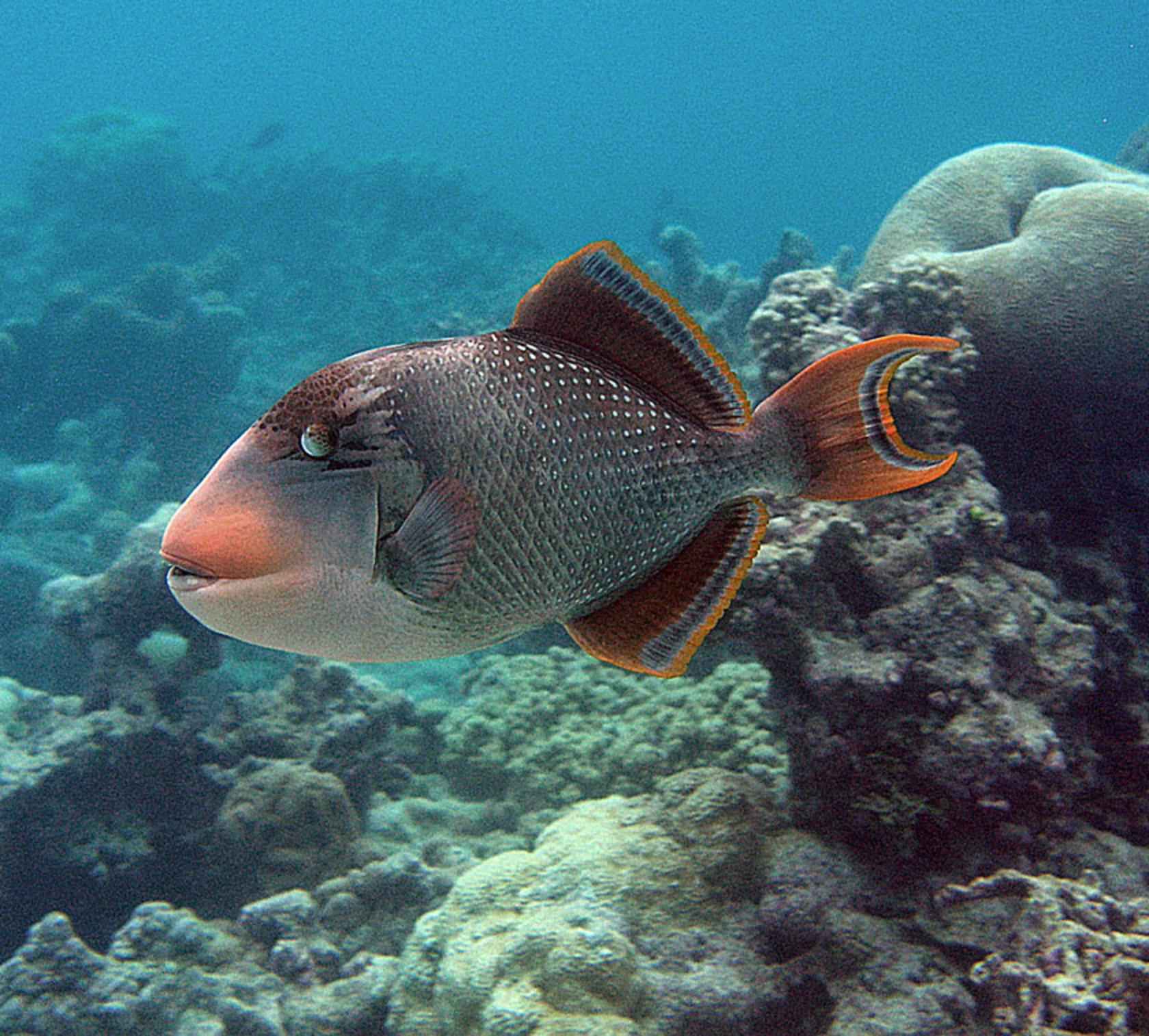 Free picture: underwater, photograph, yellowmargin, triggerfish, marine Fishes Out Of Water Biology And Ecology Of Mudskippers