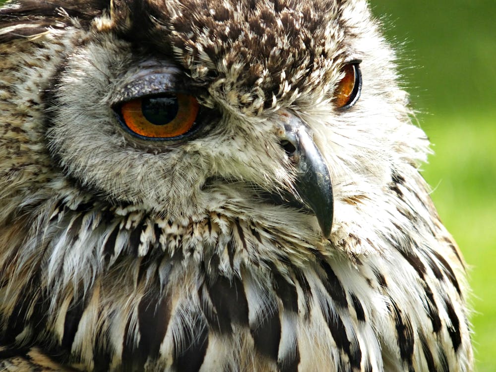 Free stock photo of dzikie zwierzę, sowa, upierzenie Oficjalne Polecenie Wydane Przez Zwierzchnika