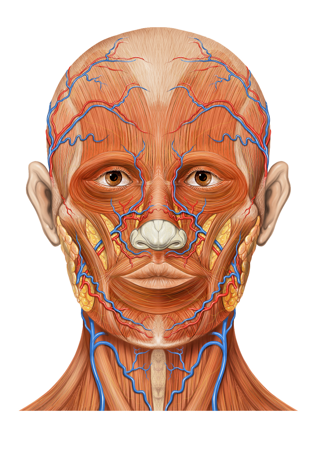 Anatomy Museum Of The Jagiellonian University