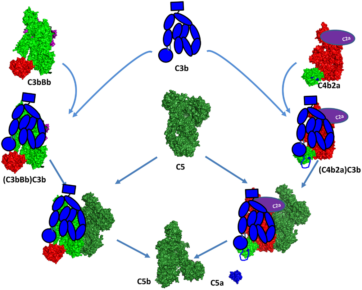 Frontiers | Complement System Part I – Molecular Mechanisms of Nawóz Organiczny Hasło Do Krzyżówki