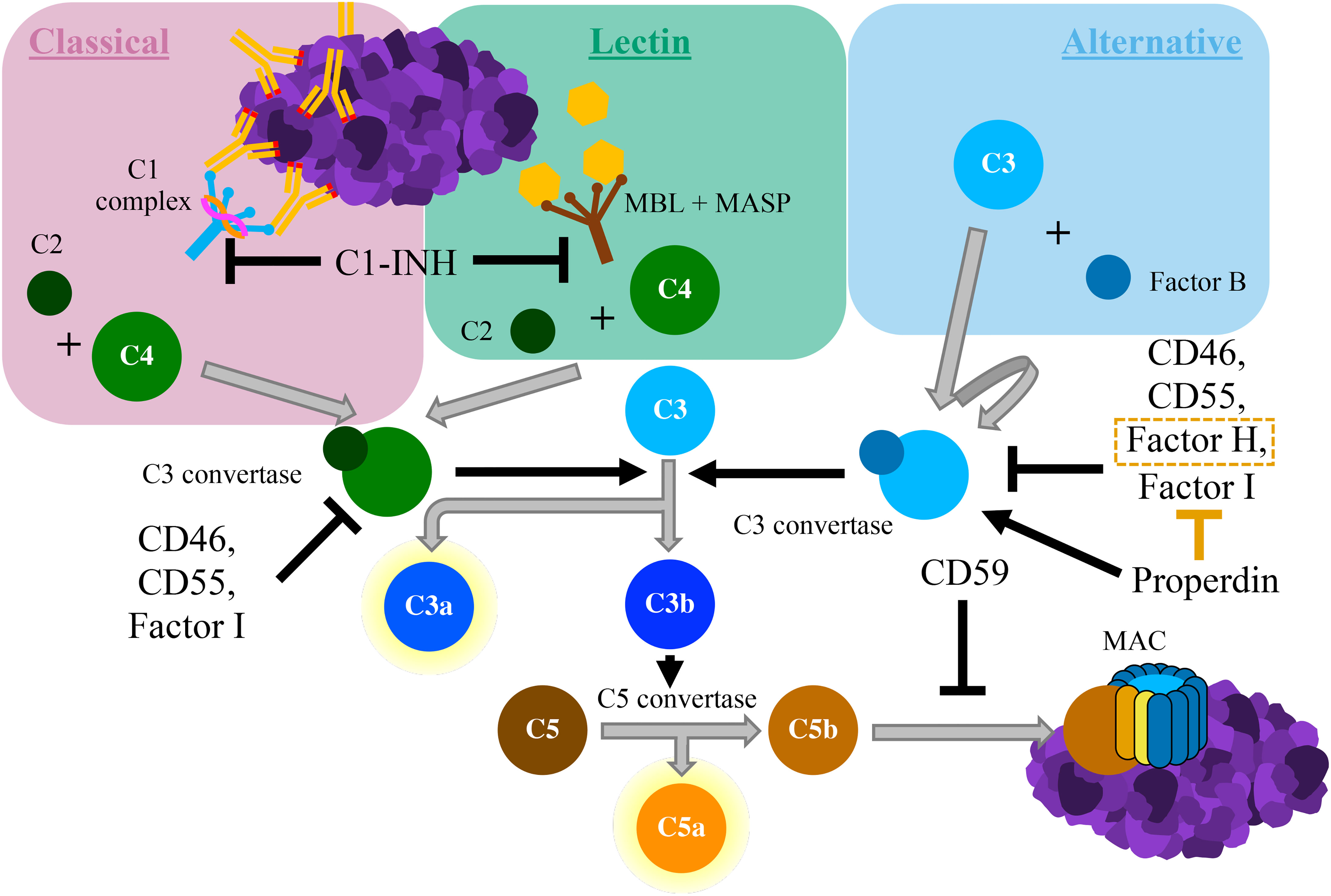 Frontiers | Modulation of the Complement System by Neoplastic Disease Do Wyprodukowania Dzianiny Zużyto 60 Kg Przędzy Bawełnianej