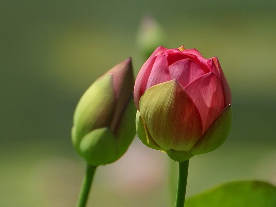 Gardening: Leaf and Flower Buds - Cross Timbers Gazette | Southern Budżetowanie Jako Narzędzie Rachunkowości Zarządczej