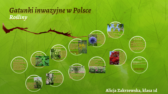 Gatunki Inwazyjne Zwierząt W Polsce