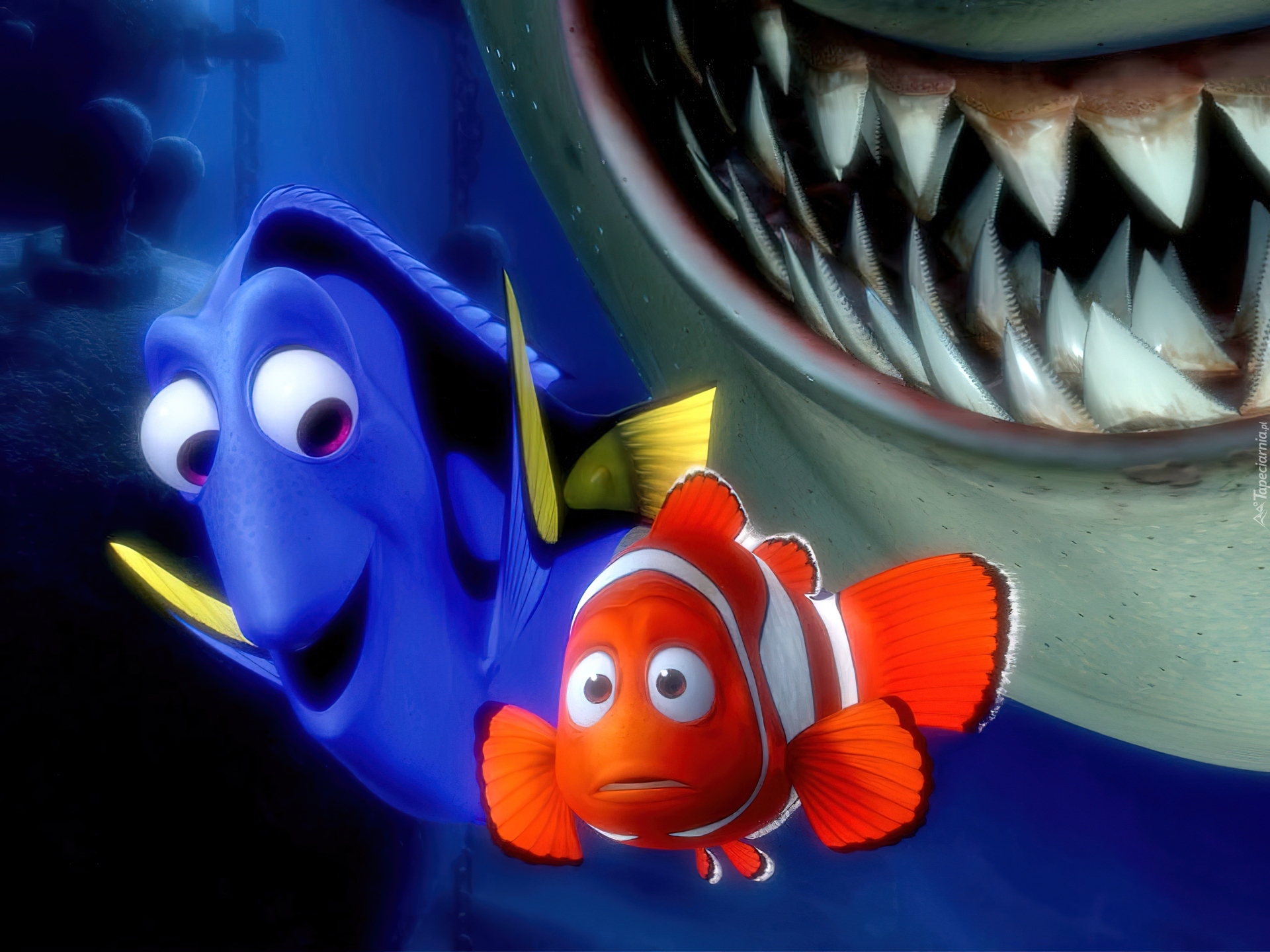 Gdzie jest Nemo, Finding Nemo, Bajka, Nemo, Rekin Gdzie Jest Nemo Cała Bajka Po Polsku