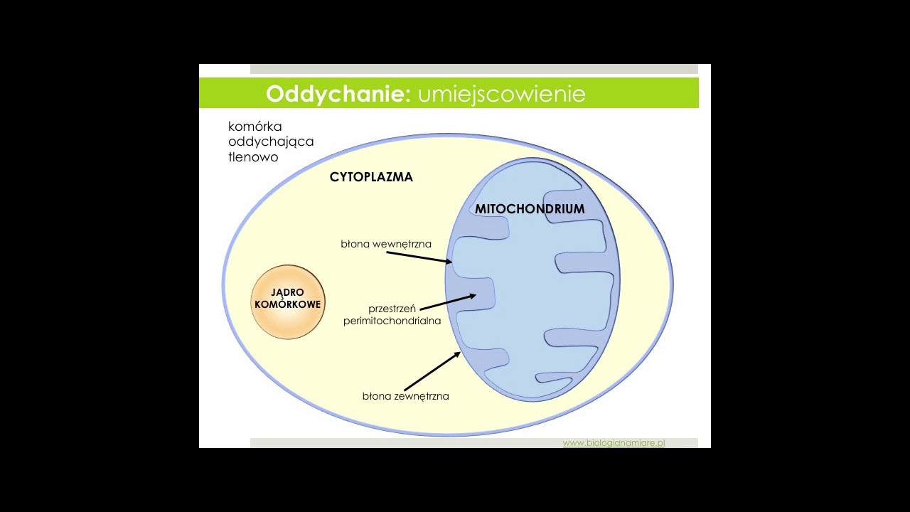 Gdzie zachodzi oddychanie komórkowe? Oddychanie cz. 2| Mitochondrium Gdzie Zachodzi Oddychanie Komórkowe
