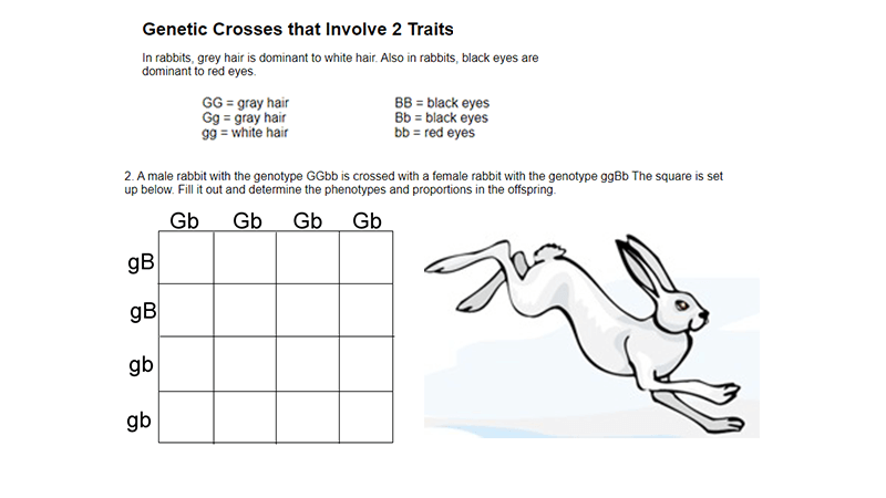 Genetic Crosses - 2 Traits - Worksheets Library Genetic Crosses That Involve 2 Traits Rabbits Answer Key