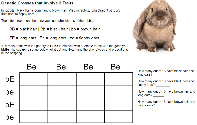 Genetic Crosses That Involve 2 Traits Rabbits Answer Key