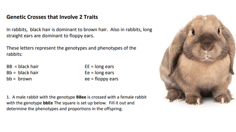 genetics | The Biology Corner Genetic Crosses That Involve 2 Traits Rabbits Answer Key
