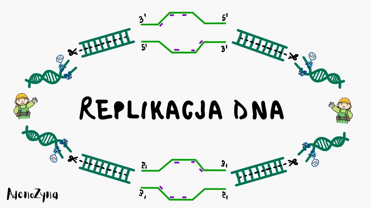 Genetyka: Replikacja DNA - YouTube Liczba Nukleotydów W Nici Dna I Rna