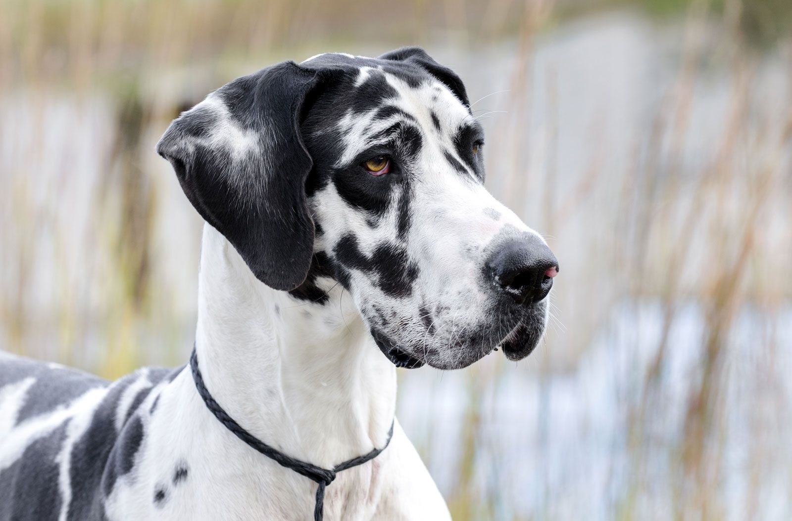 Great Dane | Size, Lifespan, Temperament & Health Issues | Britannica Dane Regulacyjne Wtryskiwaczy Common Rail