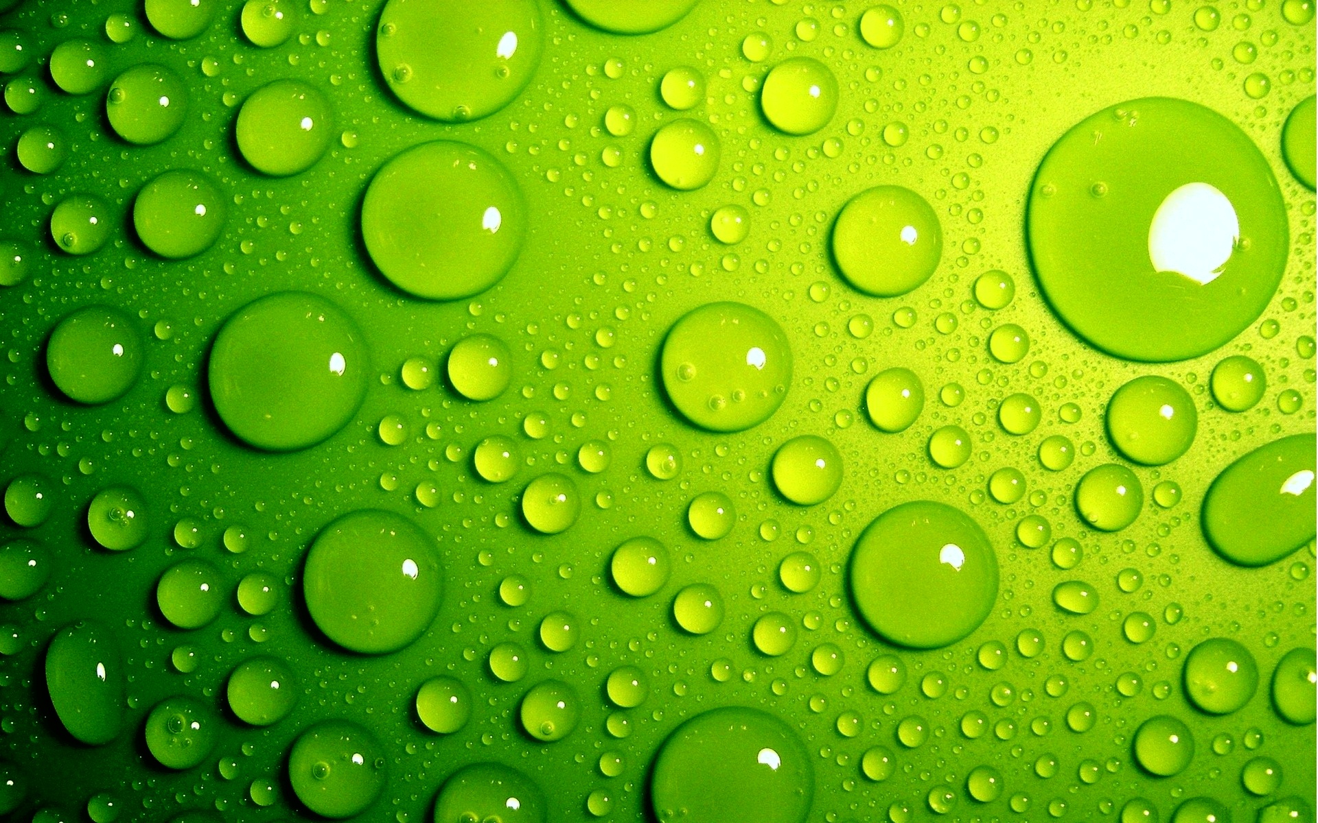 Green Days Międzynarodowe Dni Zieleni