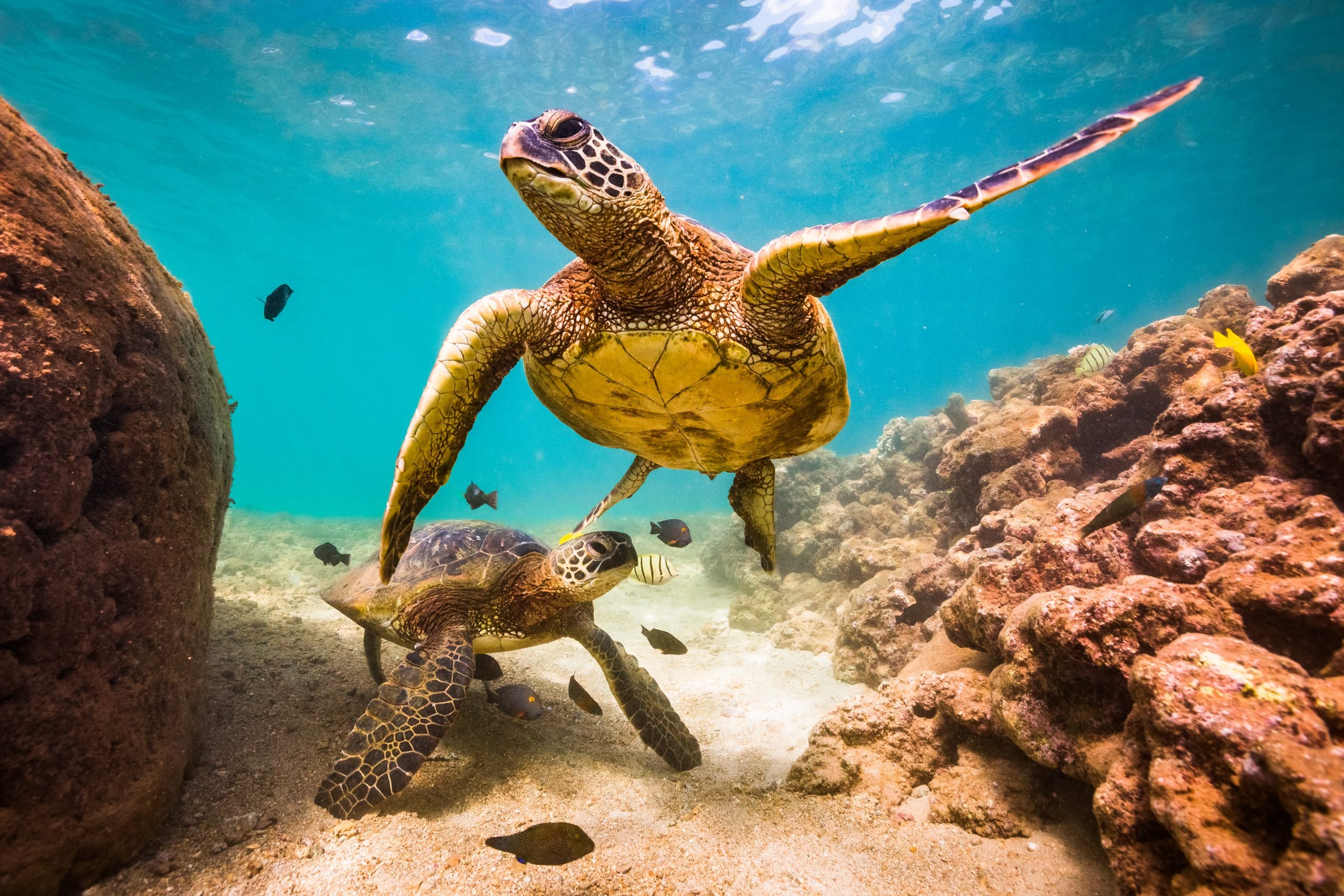 Green Sea Turtle Facts: Habitat, Diet, Conservation, & More | My Race Is A Green Sea Turtle A Producer Consumer Or Decomposer